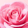 Nuxe Very Rose dúsító ajakbalzsam 8ml