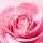 Nuxe Very Rose dúsító ajakbalzsam 8ml